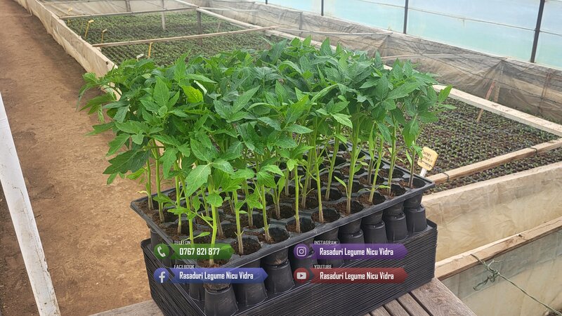 Rasaduri legume: Rasad rosii / tomate ardei castraveti vinete salata 2026
