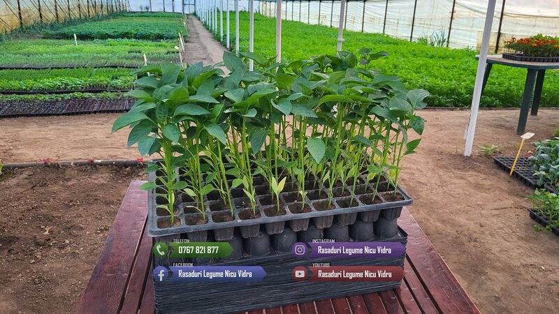 Rasaduri legume: Rasad rosii / tomate ardei castraveti vinete salata 2026