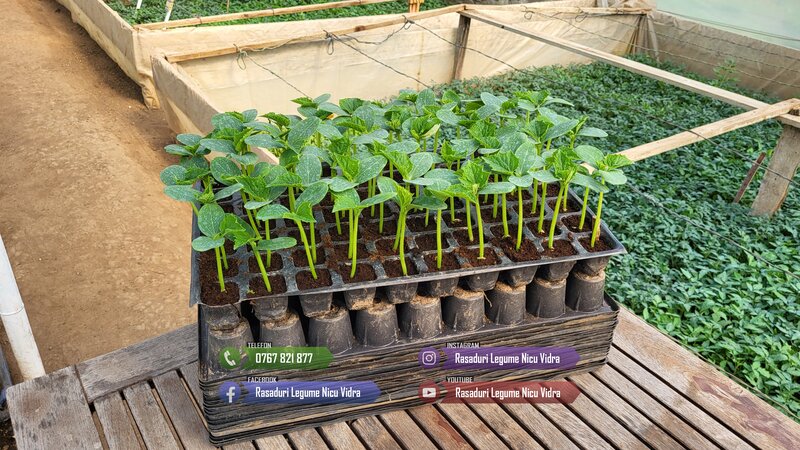 Rasaduri legume: Rasad rosii / tomate ardei castraveti vinete salata 2026