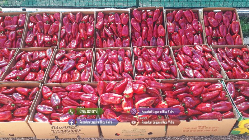 Rasaduri legume: Rasad rosii / tomate ardei castraveti vinete salata 2026