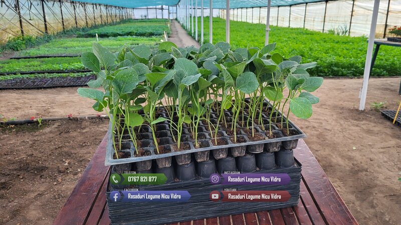 Rasaduri legume: Rasad rosii / tomate ardei castraveti vinete salata 2026